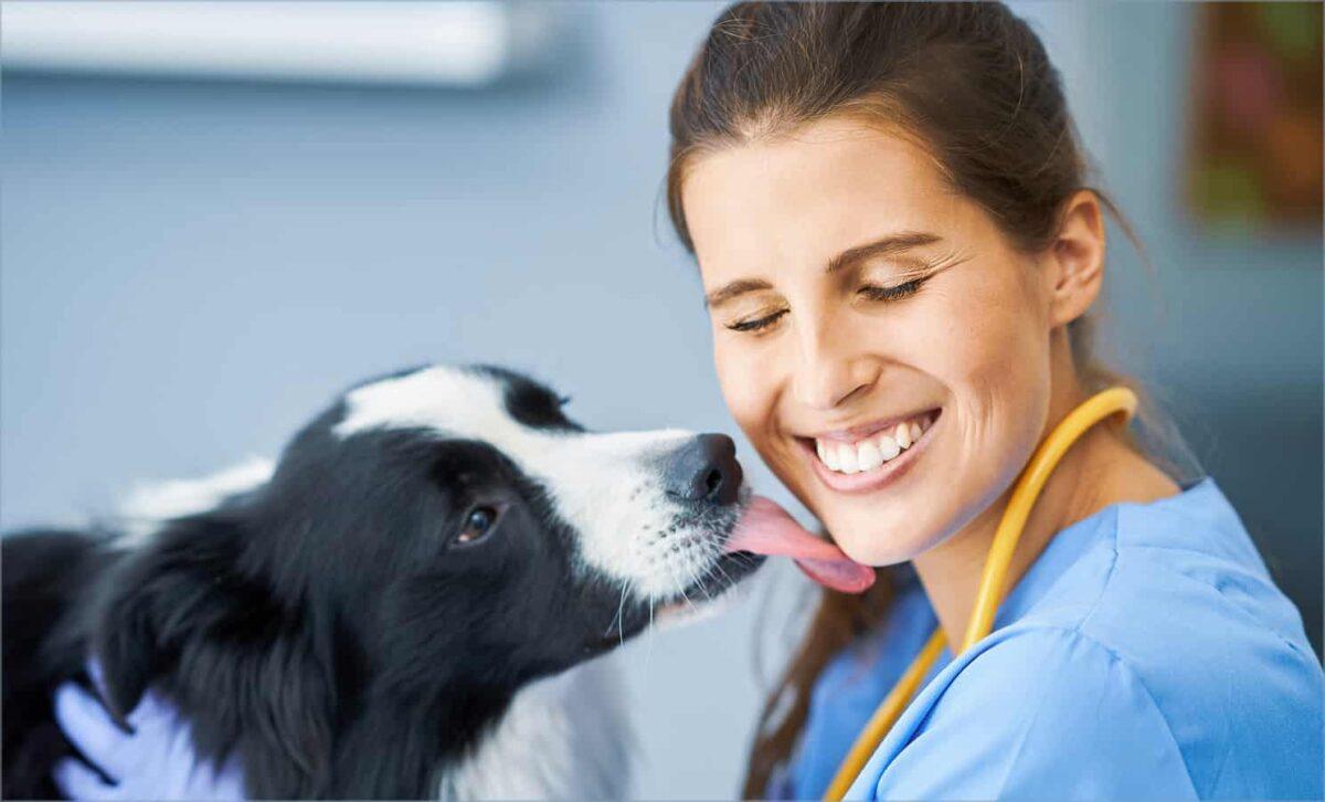 A dog happily licks a Vet on the face.