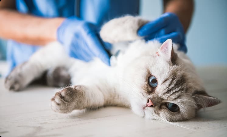 A cat receiving wellness care.