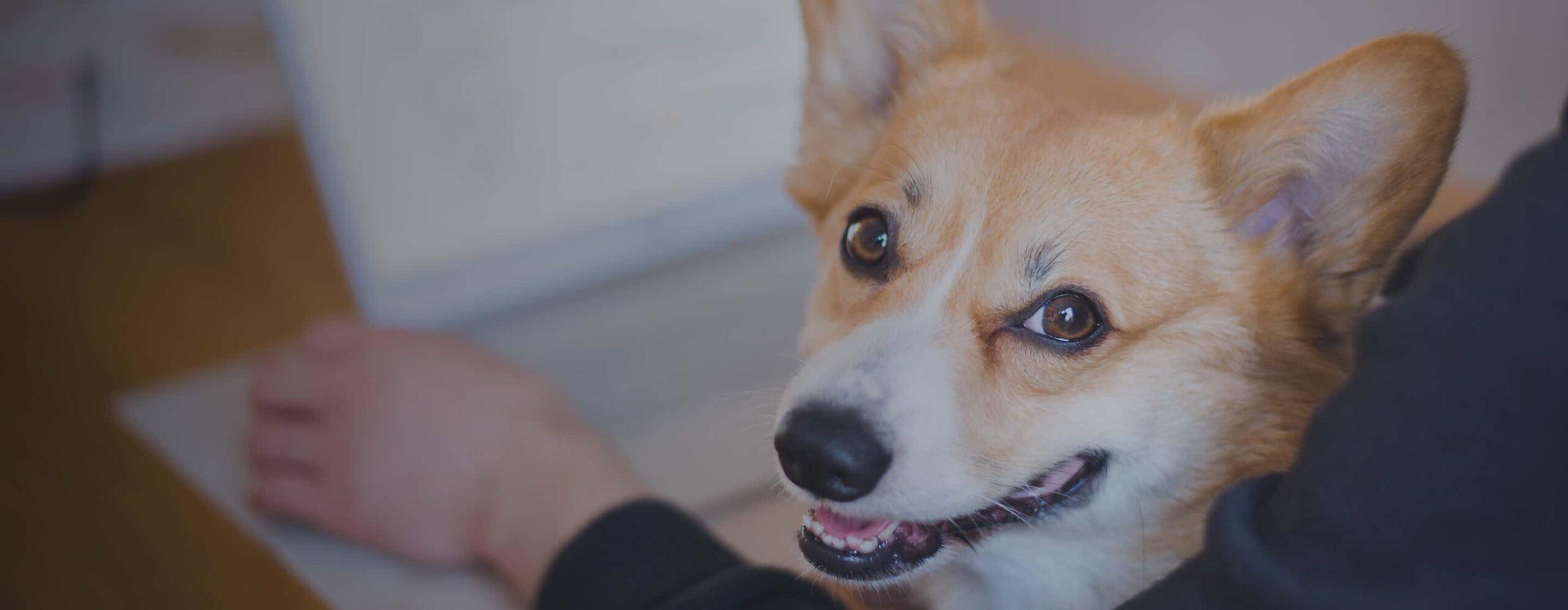 A Corgi smiles at the camera.