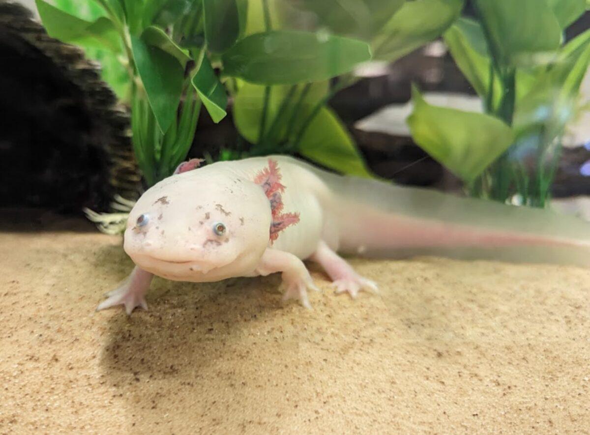 axolotl