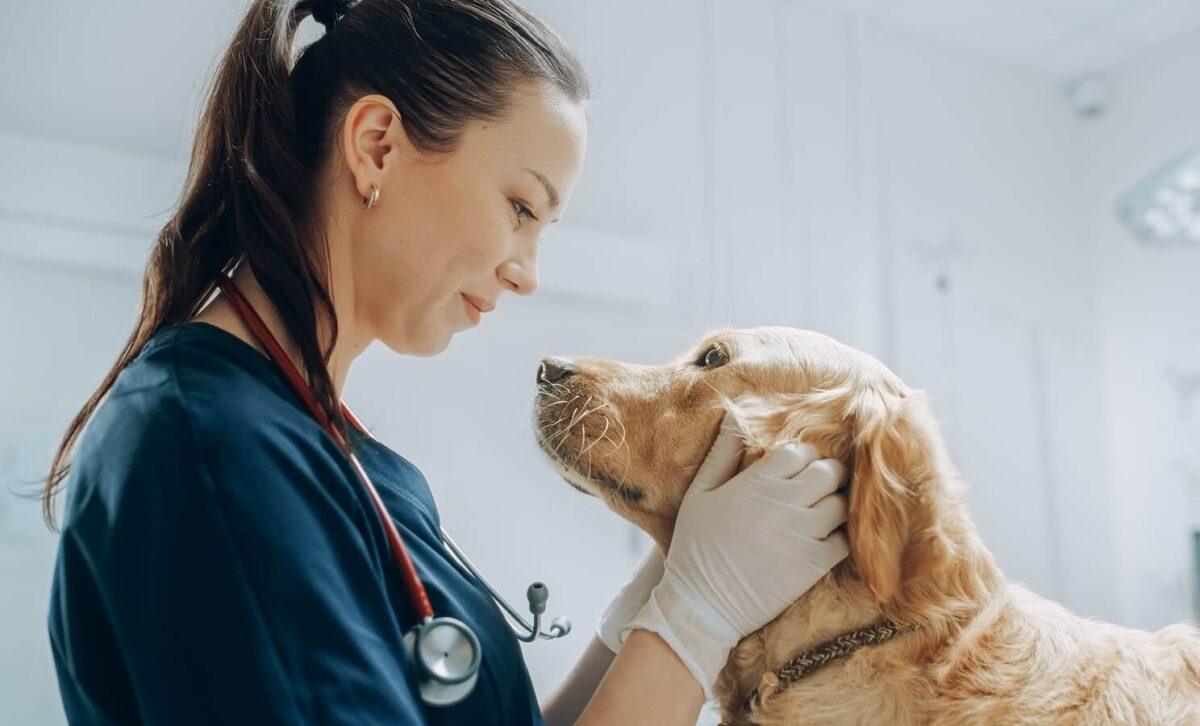 Vet pets a dog.